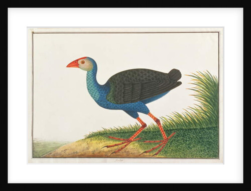 Purple Swamphen by School Chinese