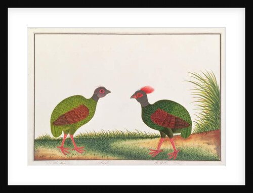 Crested Wood-partridge, Hen and Cock by School Chinese