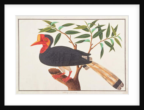 Helmeted Hornbill by School Chinese