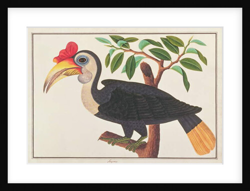 Wrinkled Hornbill by School Chinese