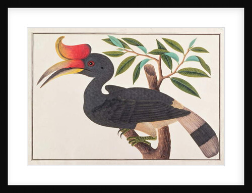 Rhinoceros Hornbill by School Chinese