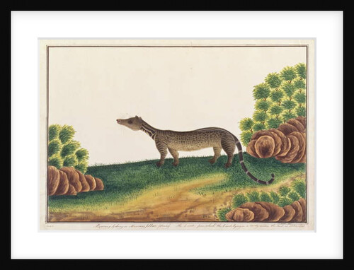Malay Civet by School Chinese