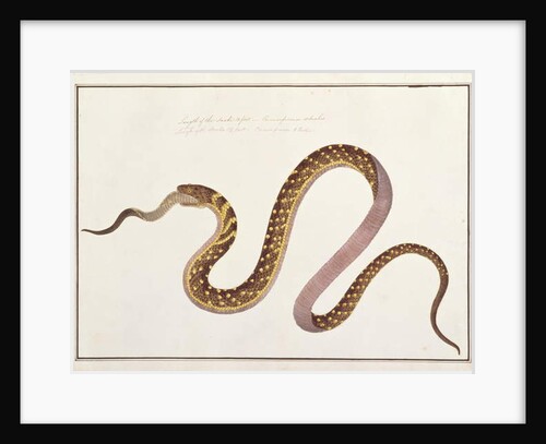 Large snake eating another by School Chinese