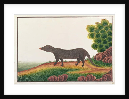 Mongoose by School Chinese