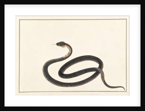 Snake by School Chinese