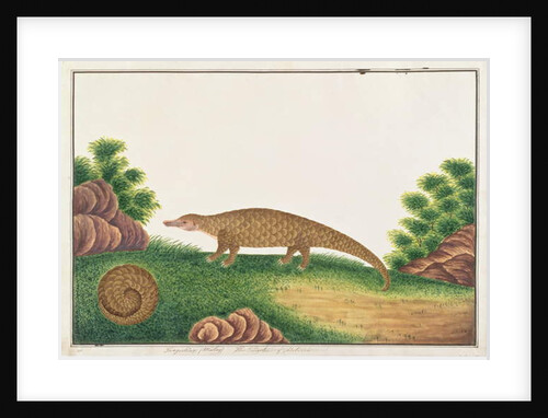 Sunda Pangolin by School Chinese