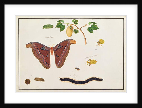 Six Arthropods by School Chinese
