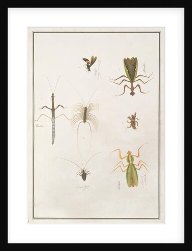Six Arthropods by School Chinese