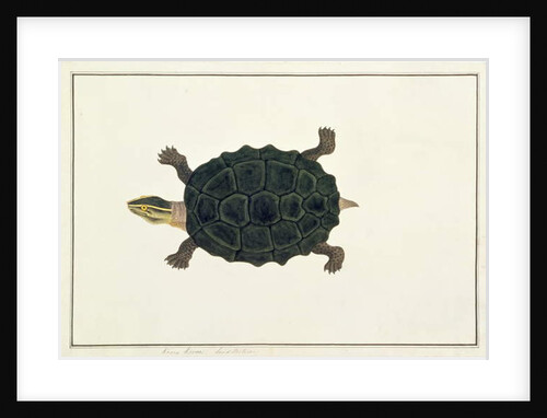 Land Tortoise, Koora Koora by School Chinese