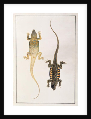 Reptiles by School Chinese