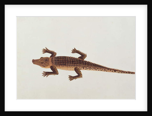 Boo-ay-ah Alligator by School Chinese