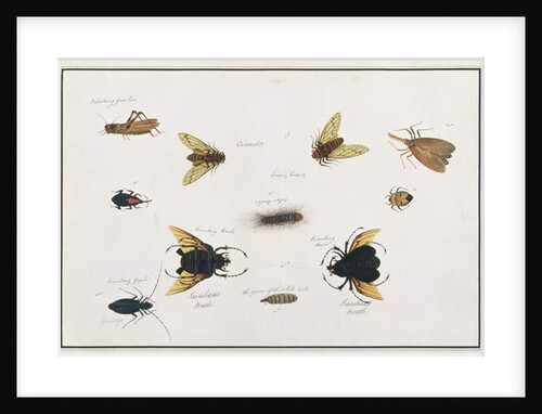 Bilalang Gambur, Cicada, Koombang Kerbo, Koombang Gajah, Scaraboeus Beetle, Ucanucang by School Chinese