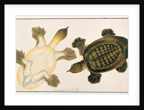 River Turtle, Labie Labu by School Chinese