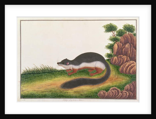 Prevost's Squirrel by School Chinese