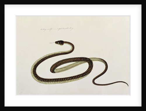 Snake by School Chinese
