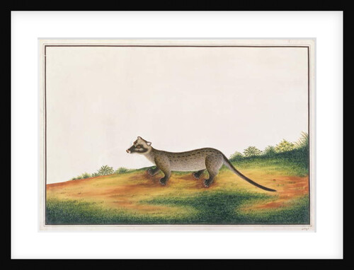 Common Palm Civet by School Chinese