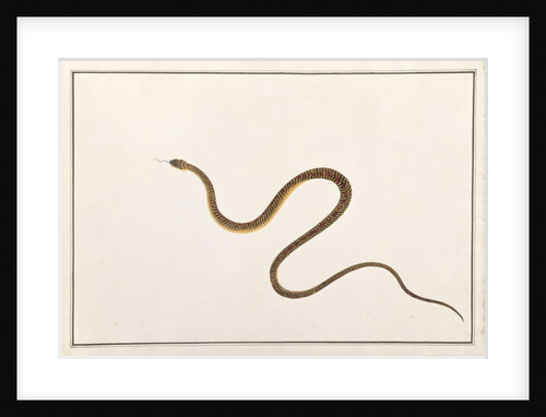 Snake by School Chinese