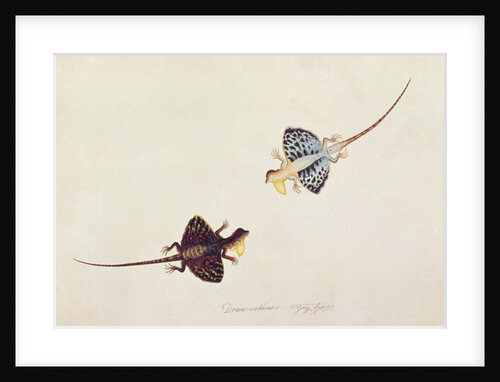 Flying Lizard, Draco volans, Soompah Soompah by School Chinese