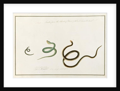 Snakes form the Island of Banca of the most venemous kind by School Chinese