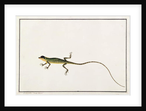 Asiatic Guana, Lacerta Calotes by School Chinese