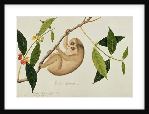 Lemur tardigradus, Booah Kawah Kong Kang by School Chinese