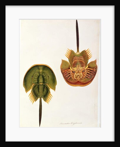 Monoculus Polyphemus by School Chinese