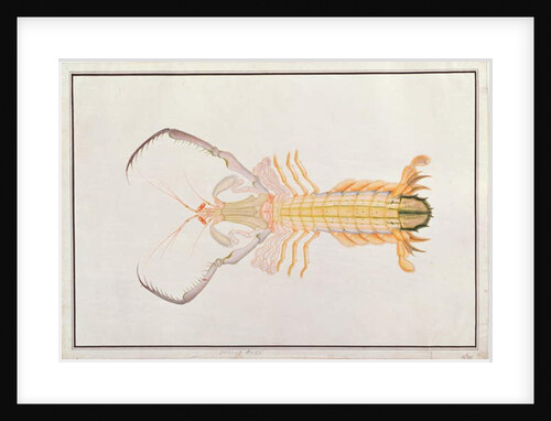 Mantis Shrimp by School Chinese