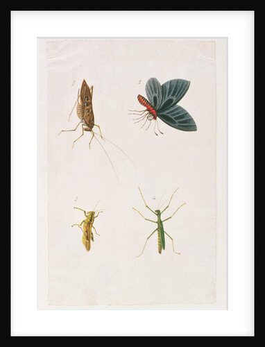 Four Insects by School Chinese