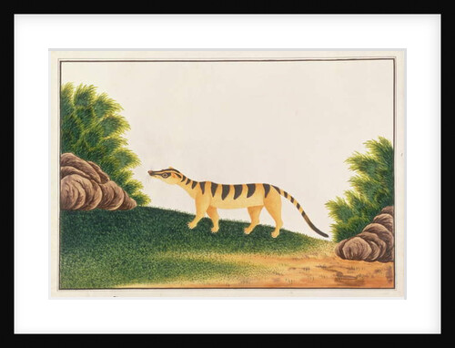 Banded Palm Civet by School Chinese