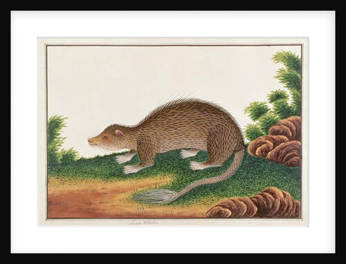 Brush-tailed Porcupine by School Chinese