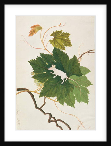 House Mouse by School Chinese
