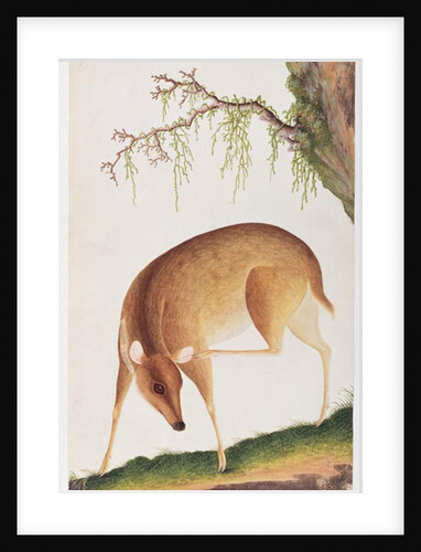 Fawn by School Chinese