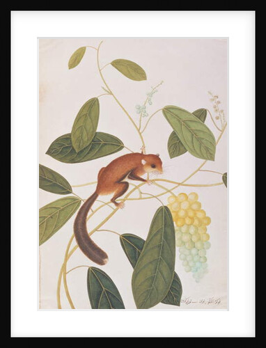 Grey-cheeked Flying Squirrel by School Chinese