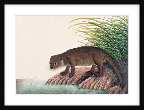 Otter, Brang-Brang by School Chinese