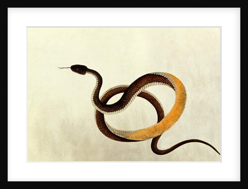Snake by School Chinese