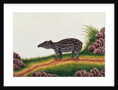 Young Tapir of Malacca by School Chinese