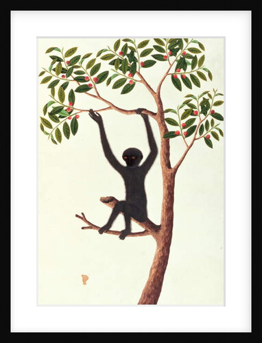 Black Long Armed Ape, Ongka Pitam by School Chinese