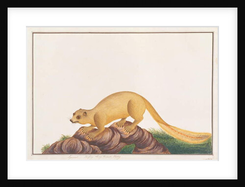 Cream-coloured Giant Squirrel by School Chinese