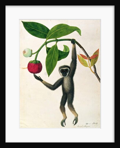 An Agile Gibbon or 'Black-Handed Gibbon' by School Chinese