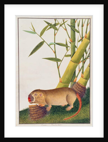 Bamboo Rat, Decan by School Chinese