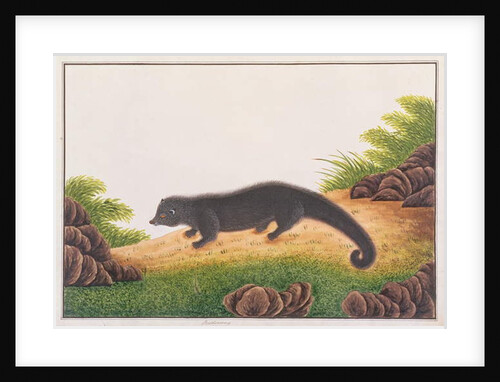 Binturong by School Chinese
