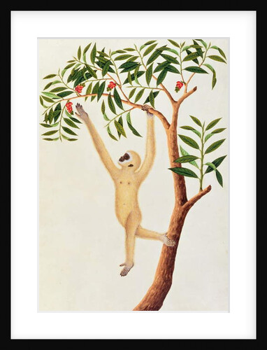 White Long Armed Ape, Ongka Pootre by School Chinese