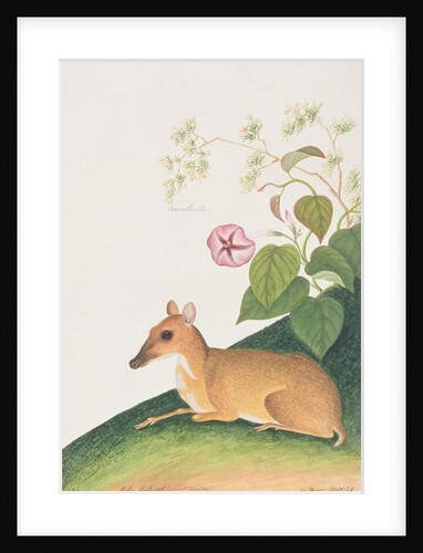 Lesser Mousedeer by School Chinese