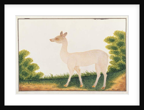 Sambar Deer by School Chinese