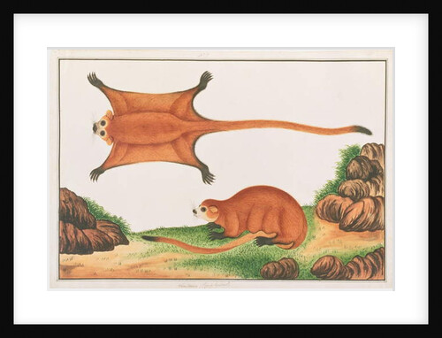 Red Giant Flying Squirrel by School Chinese