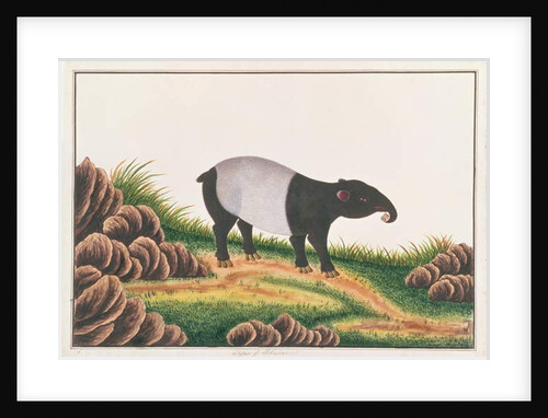 Malayan Tapir by School Chinese