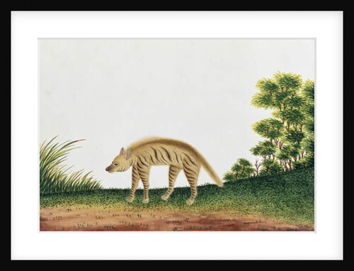 Hyena by School Chinese