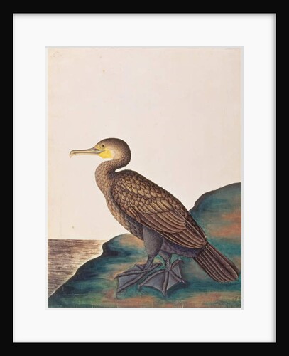 Great Cormorant by School Chinese