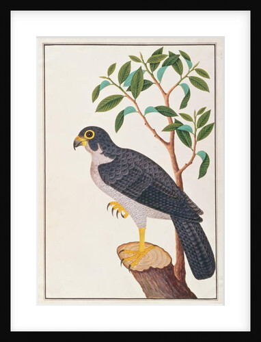 Peregrine Falcon by School Chinese