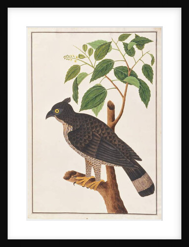 Blyth's Hawk Eagle by School Chinese